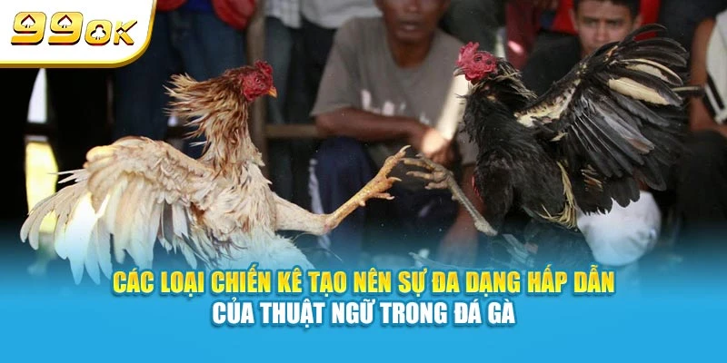 Các loại chiến kê tạo nên sự đa dạng hấp dẫn của thuật ngữ trong đá gà 99ok