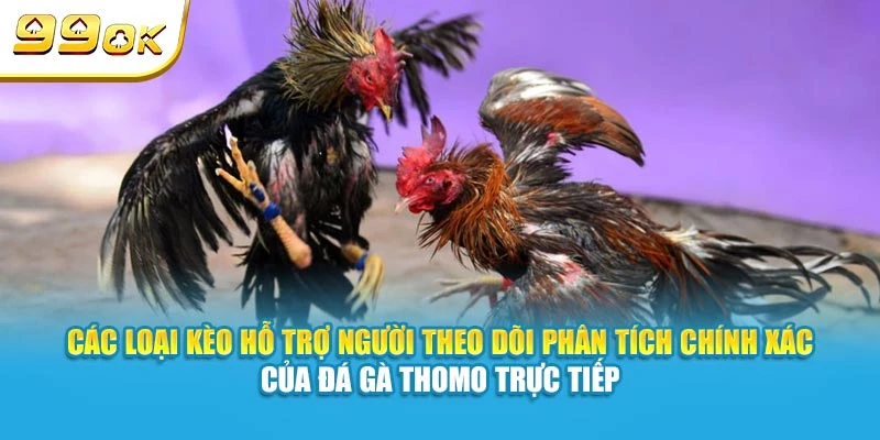 Đá Gà Thomo Trực Tiếp 99OK - Cập Nhật Các Kèo Nhanh Nhất 6 Các loại kèo hỗ trợ người theo dõi phân tích chính xác của đá gà Thomo trực tiếp