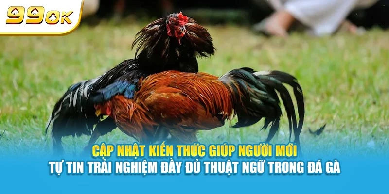 Cập nhật kiến thức giúp người mới tự tin trải nghiệm đầy đủ thuật ngữ trong đá gà