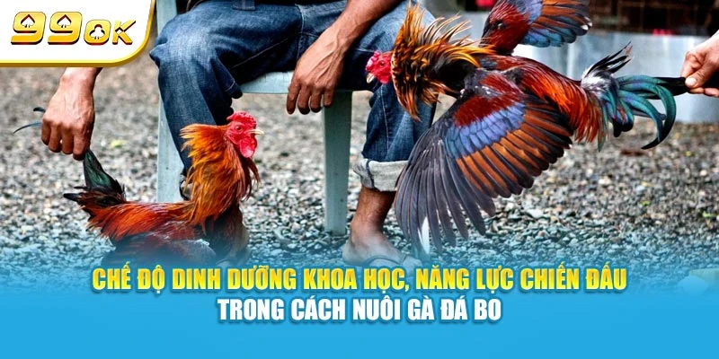 Cách Nuôi Gà Đá Bo Khoẻ, Hiệu Quả Cao Của Cao 99OK 5 Chế độ dinh dưỡng khoa học tại 99OK, năng lực chiến đấu trong cách nuôi gà đá bo