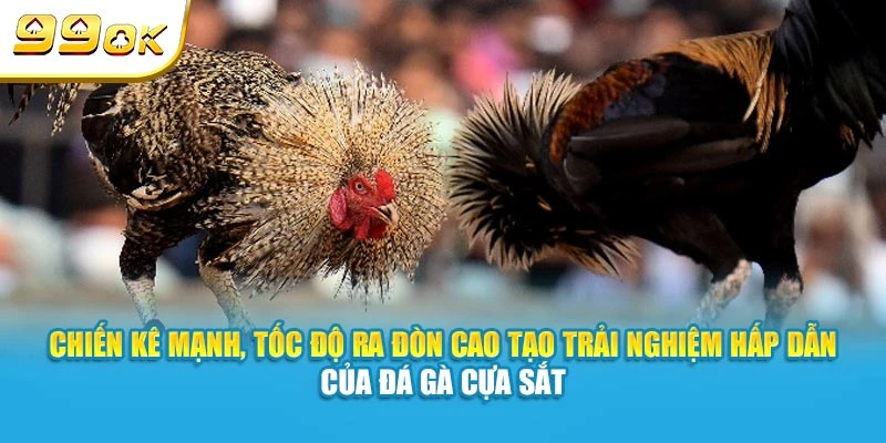 Chiến kê mạnh, tốc độ ra đòn cao tạo trải nghiệm hấp dẫn của đá gà cựa sắt