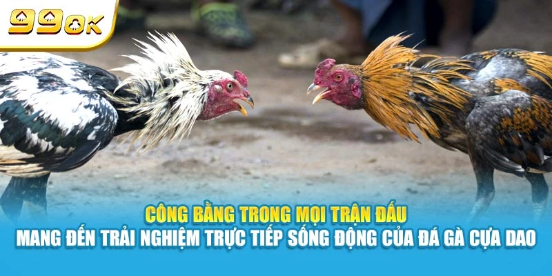 Đá Gà Cựa Dao 99OK - Trực Tiếp Các Trận Đấu Kịch Tính 7 Công bằng trong mọi trận đấu mang đến trải nghiệm trực tiếp sống động của đá gà cựa dao