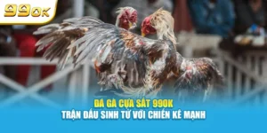 Đá gà cựa sắt 99OK trận đấu sinh tử với chiến kê cực mạnh