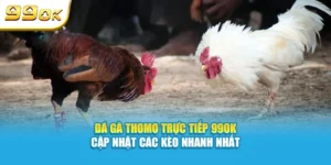 Đá gà thomo trực tiếp 99OK nơi cập nhật các kèo nhanh nhất