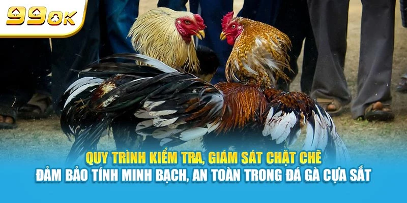 Quy trình kiểm tra, giám sát chặt chẽ đảm bảo tính minh bạch, an toàn trong đá gà cựa sắt