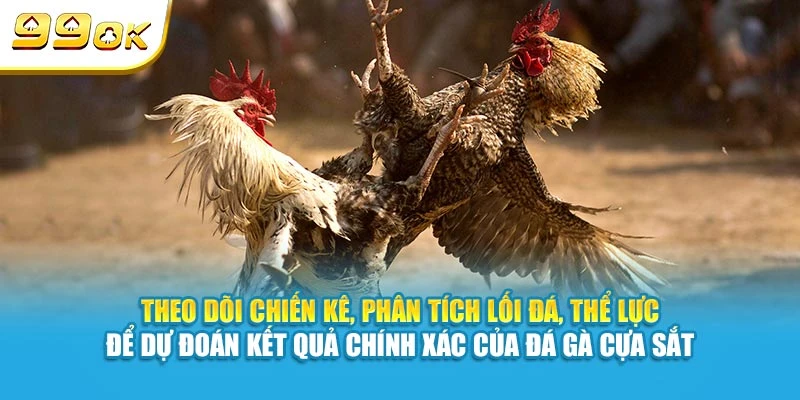 Theo dõi chiến kê, phân tích lối đá, thể lực để dự đoán kết quả chính xác của đá gà cựa sắt
