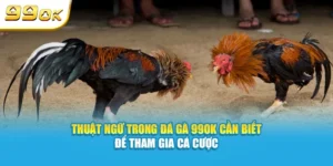 Thuật ngữ trong đá gà 99OK cần biết để tham gia cá cược