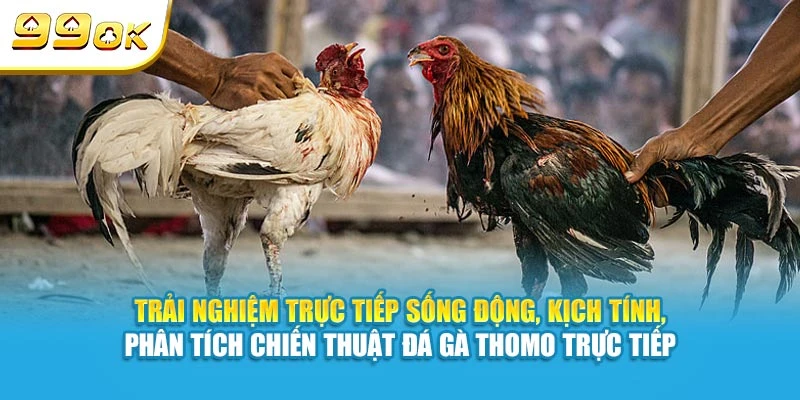 Đá Gà Thomo Trực Tiếp 99OK - Cập Nhật Các Kèo Nhanh Nhất 7 Trải nghiệm trực tiếp sống động, kịch tính, phân tích chiến thuật đá gà Thomo trực tiếp