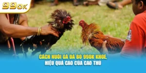 Cách nuôi gà đá bo khoẻ, hiệu quả cao của cao thủ 99OK