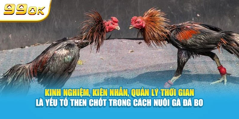 Cách Nuôi Gà Đá Bo Khoẻ, Hiệu Quả Cao Của Cao 99OK 7 Kinh nghiệm, kiên nhẫn, quản lý thời gian là yếu tố then chốt trong cách nuôi gà đá bo