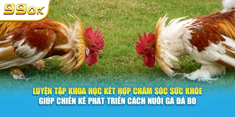 Cách Nuôi Gà Đá Bo Khoẻ, Hiệu Quả Cao Của Cao 99OK 6 Luyện tập khoa học kết hợp chăm sóc sức khỏe giúp chiến kê phát triển cách nuôi gà đá bo